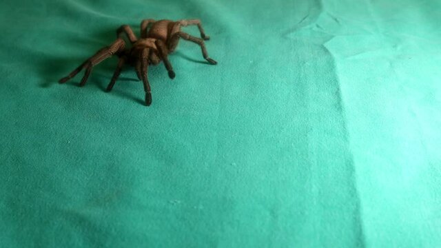 Tarantula , spider on green background
wild tarantula 
close up female of spider
females can live up to 25 years
tarantula fangs, insect, insects, bugs, bug, animals, animal, wildlife, wild nature