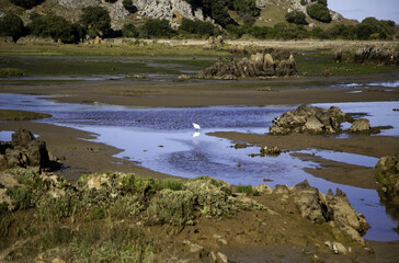 Marshes of joyel cantabria