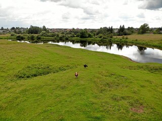Aerial view green meadow field with cows near wide river at summer cloudy sky