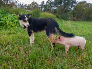 The little pig first meets the dog for the first time. Making a friendship between a dog and a young pig. Domestic animals on a rural farm. Dog looks at the little scared pig.