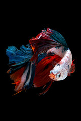 Betta Siamese fighting fish, Rhythmic of betta fish (Halfmoon colorful) isolated on black background. Swimming and show an attractive body. Moving and dancing concept.