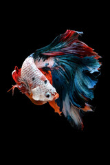 Betta Siamese fighting fish, Rhythmic of betta fish (Halfmoon colorful) isolated on black background. Swimming and show an attractive body. Moving and dancing concept.