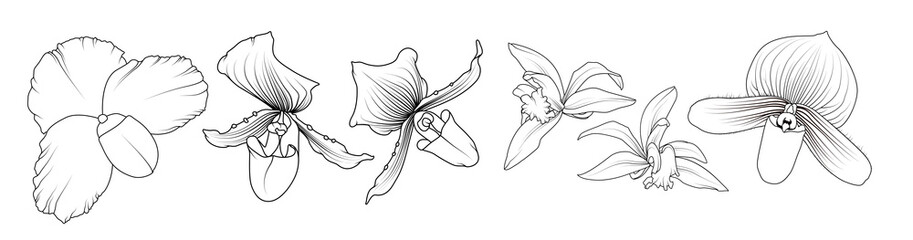 Isolated tropical orchid flowers. Realistic hand drawn outline sketch. Phalaenopsis cambria floral elements collection.