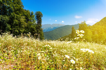 field of daisies against the background of green mountains and blue sky.