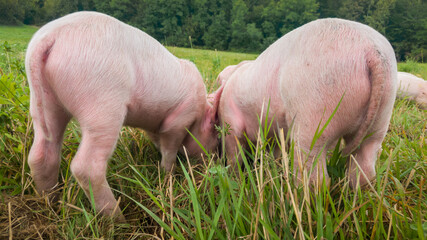 Newborn piglets in the meadow. Organic piggies on the organic rural  farm. Squeakers graze grass and plow the ground. Pigs in the pasture. © slobodan