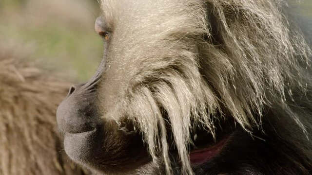 Side view of gelada monkey with hair flapping in wind, Ethiopia