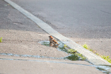 スズメの水浴び