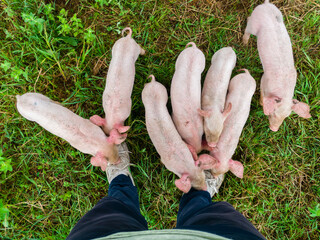 Newborn piggies show great interest in old sneakers. Young piglets first time see old white shoes. Curious pigs. © slobodan