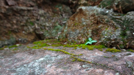 Weed plants growing between pavement old bricks
