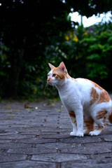 cute domestic cats the color are orange and white