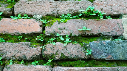 Weed plants growing between pavement old bricks