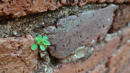 Weed plants growing between pavement old bricks