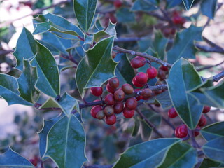 wild holly plant with red fruits
