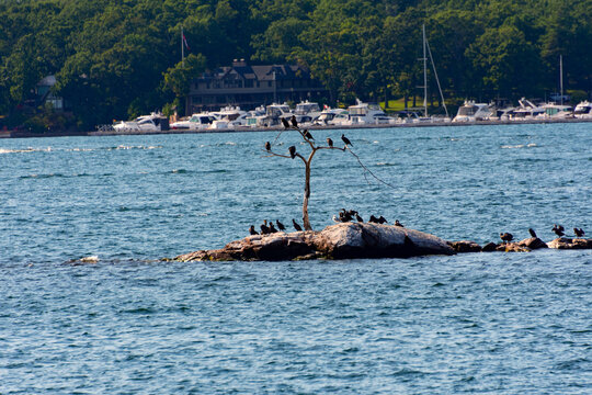 Cormorants bask in an islet opposite the boat parking