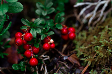 Obraz premium Red forest berry. Wild berry.