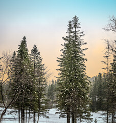 Sunrise in pine tree forest with illuminated Christmas trees.