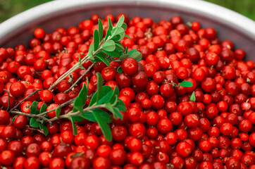 Red forest berry. Wild berry.