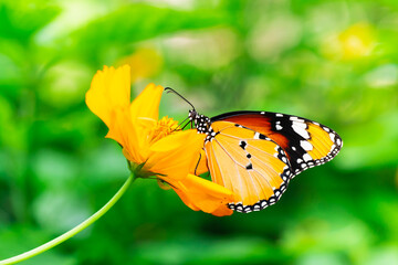Closeup colorful Thai butterfly on yellow flower with blur greenery background