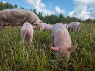 Newborn pigs in the meadow. Organic piggies on the organic rural  farm. Rural piglets roam in field. Squeakers graze grass and plow the ground. Pigs in the pasture © slobodan