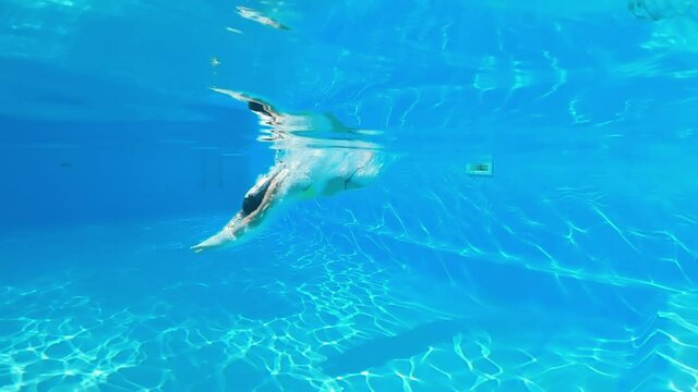 Underwater shooting. Girl dive in blue swimming pool.