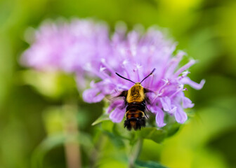 Hummingbird Moth on Flowers