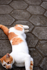 cute domestic cats the color are orange and white