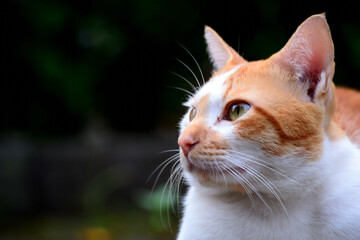 Naklejka na ściany i meble cute domestic cats the color are orange and white