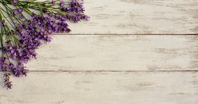 Fresh lavender flowers on white old vintage wooden background
