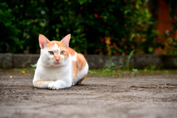 Obraz na płótnie Canvas cute domestic cats the color are orange and white