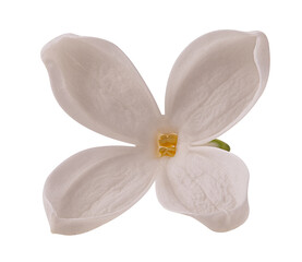 Fototapeta na wymiar Lilac white flower