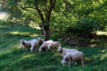 Naklejka premium Troupeau de moutons dans un champ en été