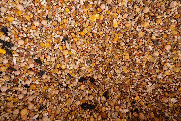 Pigeon feed in grand bazaar kemeralti izmir turkey