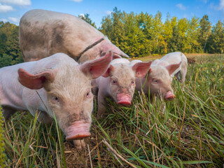 Newborn piglets in the meadow. Organic piggies on the organic rural  farm. Squeakers graze grass in the pasture.