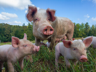 Sow watches the piglets in the meadow. Organic piggies on the organic rural  farm. Rural piglets...