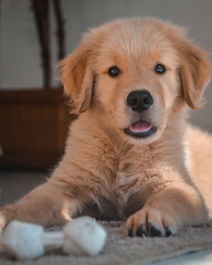 Golden Retriever Tommy