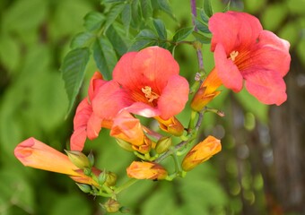 Flowers of Fire Trumpet (Campsis grandiflora).