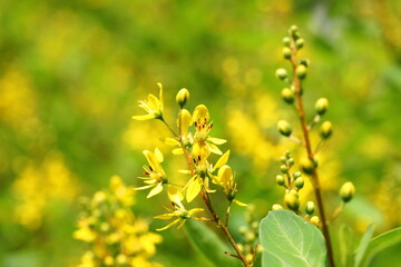Closeup Golden thryallis flower in the garden