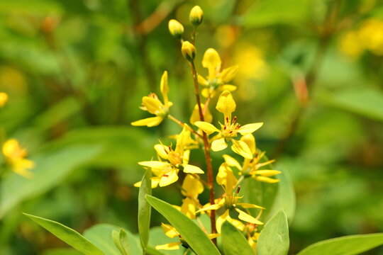Closeup Golden thryallis flower in the garden