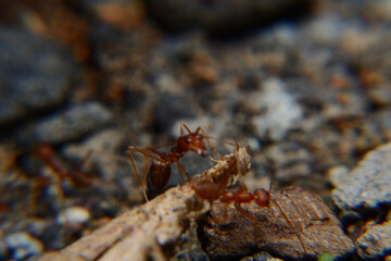 Weaver ants or green ants. Weaver ants live in trees and are known for their unique nest building behaviour where workers construct nests by weaving together leaves using larval silk