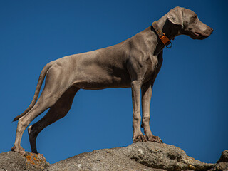 Obraz na płótnie Canvas weimaraner dog looking front, profile low angle take