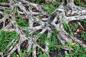 The beautiful roots of the trees that have been merged and formed over the years.