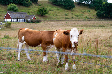 Fototapeta na wymiar Two brown and white cows in a pasture with an old half-timbered farm building in the background in Österlen, Sweden
