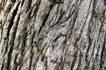 A pattern of tree trunks that last for many years.