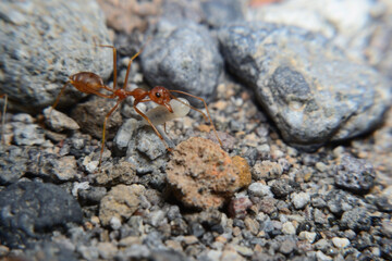 Weaver ants or green ants. Weaver ants live in trees and are known for their unique nest building behaviour where workers construct nests by weaving together leaves using larval silk