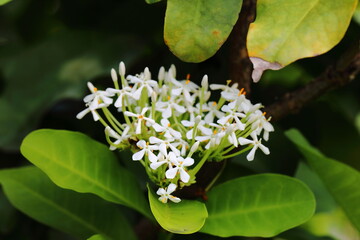 Closeup Siam white ixora flower in garden
