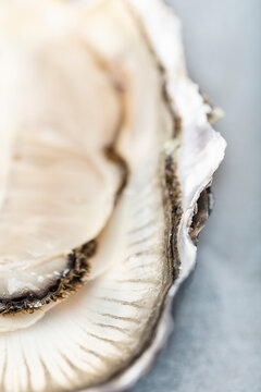 Close up of oyster