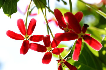 Closeup Rangoon creeper flower in tha park