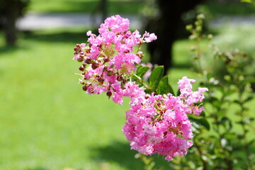 Closeup Crape myrtle flower in the park