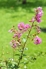 Closeup Crape myrtle flower in the park