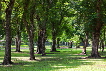 Fototapeta na wymiar Many big trees and beautiful shade in the forest park.